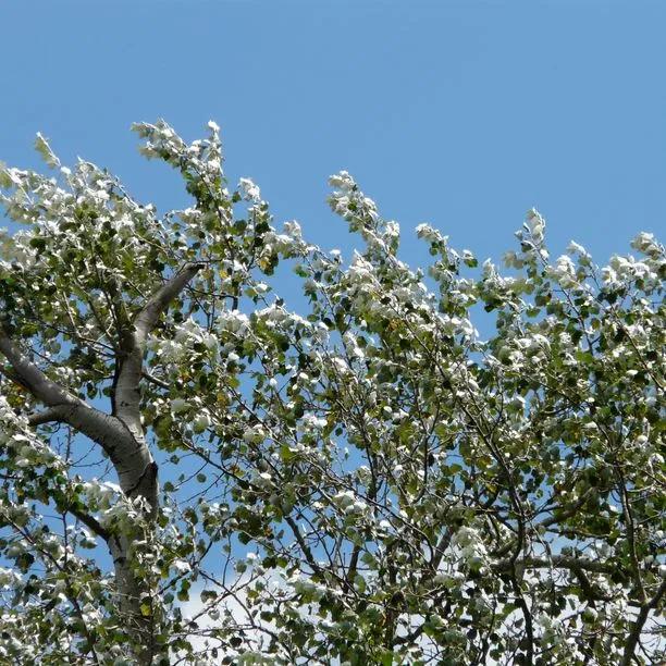 White Poplar (Populus alba)